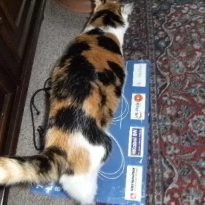 Tiggys Tumor seitlich.JPG