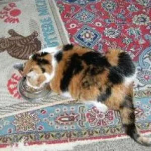 Tiggy futtert Nassfutter.JPG