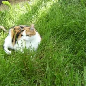 Tiggy im Garten.jpg