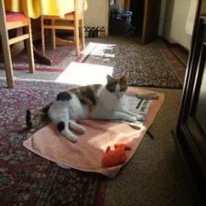 Tiggy ruht sich aus.JPG