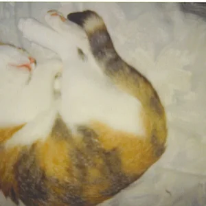 joyce beim schlafen.jpg