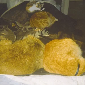 meine familie  3.jpg