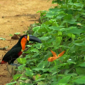 Dottertukan Ramphastos vitellinus.JPG