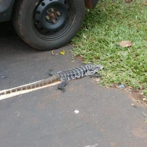 einparkender Leguan.JPG