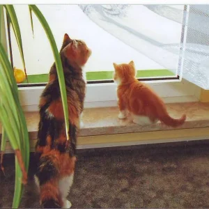 Bilder Für Gabi 1.JPG