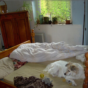 Hund im Bett.jpg