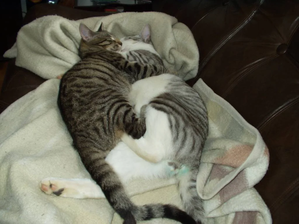 1. Kuscheln seit Dynamo mit Morty seit uns zugelaufen ist.