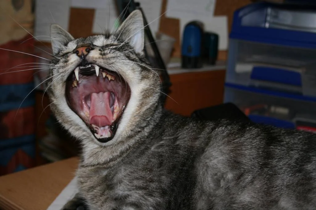 1 x  Mc Maus bitte !