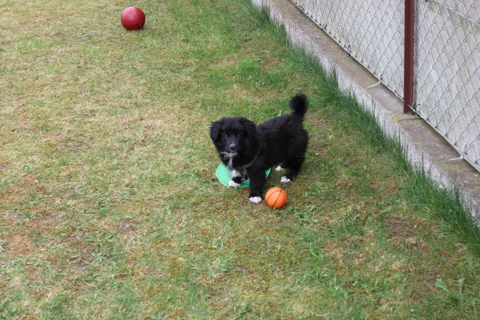 10408559_10204174042100687_1717806920412694635_n