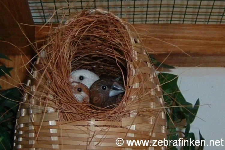 2 Augen kucken rein 3 Augen raus