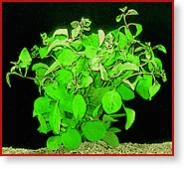 (3) Robuste Ludwigie.jpg