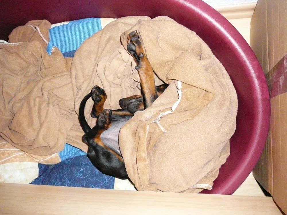 33 Dira Körbchen.jpg