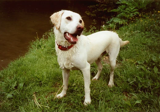 Ach, wirf doch noch einmal, Frauchen!