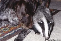 Actaeon´s Pflegekinder- 2. Kleine Überraschungen_01.jpg