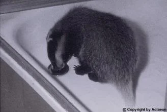 Actaeon´s Pflegekinder- 2. Kleine Überraschungen_02.jpg