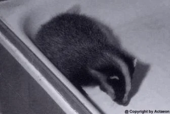 Actaeon´s Pflegekinder- 2. Kleine Überraschungen_03.jpg