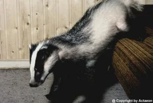 Actaeon´s Pflegekinder- 2. Kleine Überraschungen_04.jpg