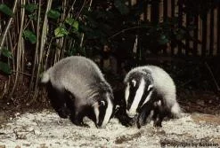 Actaeon´s Pflegekinder- 2. Kleine Überraschungen_05.jpg