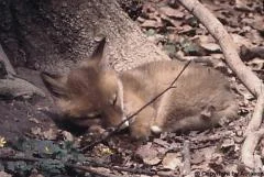 Actaeon´s Pflegekinder- 2. Kleine Überraschungen_06.jpg