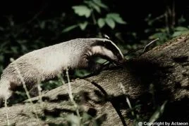 Actaeon´s Pflegekinder- 2. Kleine Überraschungen_07.jpg