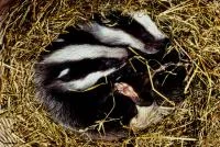 Actaeon´s Pflegekinder-die ersten Tage_01.jpg