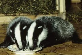 Actaeon´s Pflegekinder-die ersten Tage_04.jpg