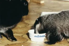 Actaeon´s Pflegekinder-die ersten Tage_06.jpg