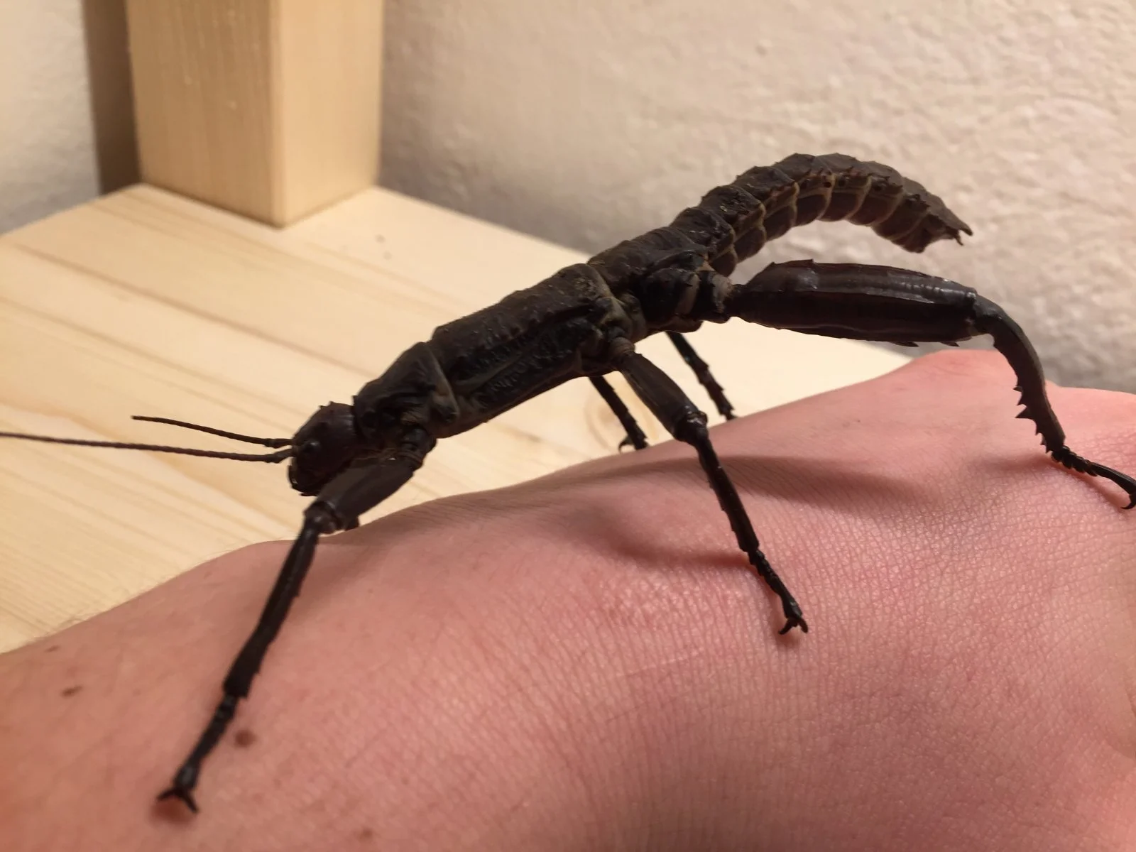 Adultes Männchen Dorngespenstschrecke /  Eurycantha calcarata