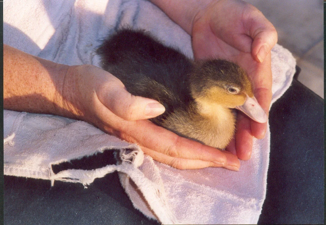 Agip Bella    2 Woche alt.jpg