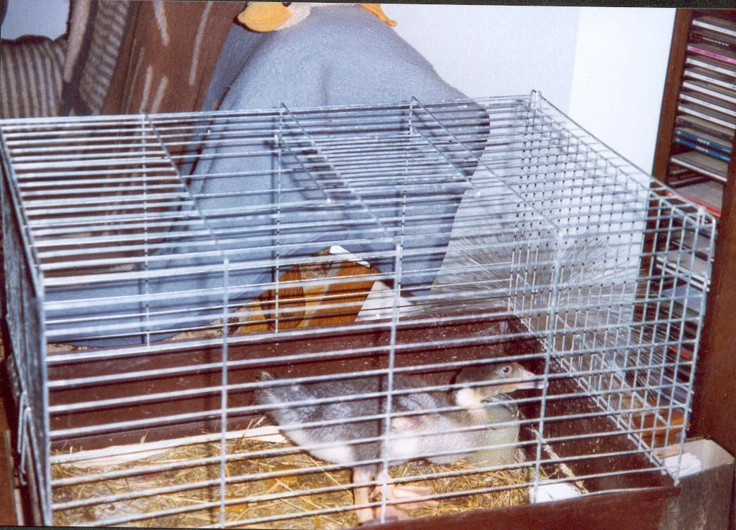 Agip Bella  3 Wochen alt.jpg