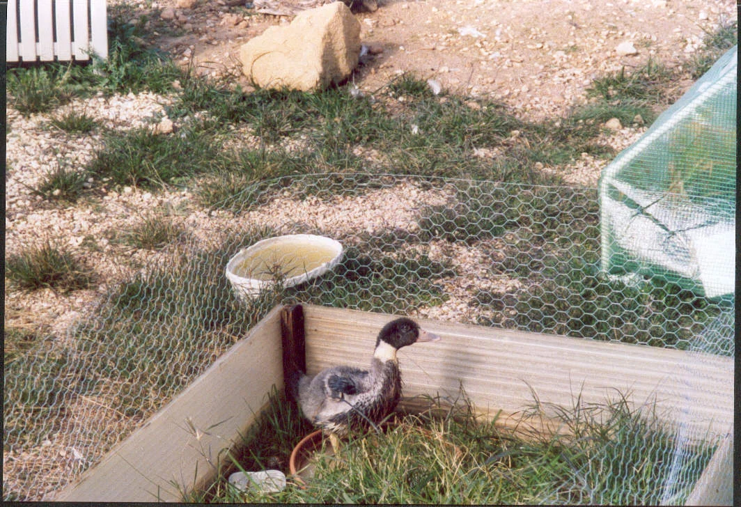 Agip Bella    4 Wochen im Außengehege.jpg