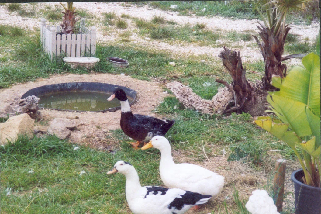 Agip Bella & Anna & Strubbel noch vereint vorm 18.05.07.jpg