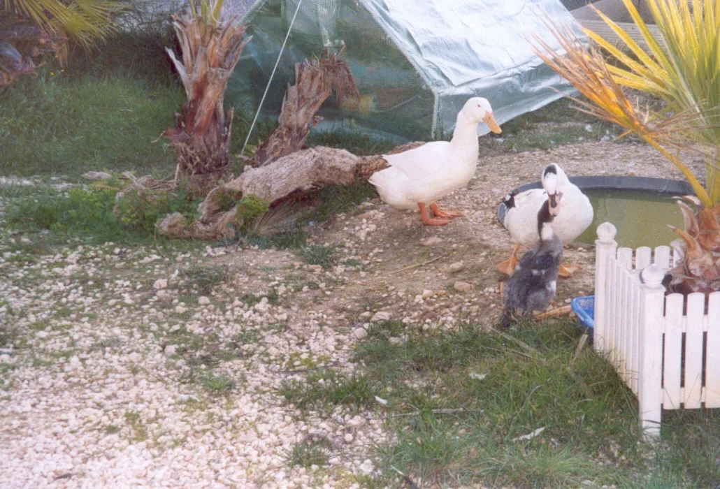 Agip Bella    Erster Kontakt mit Strubbel & Anna.jpg