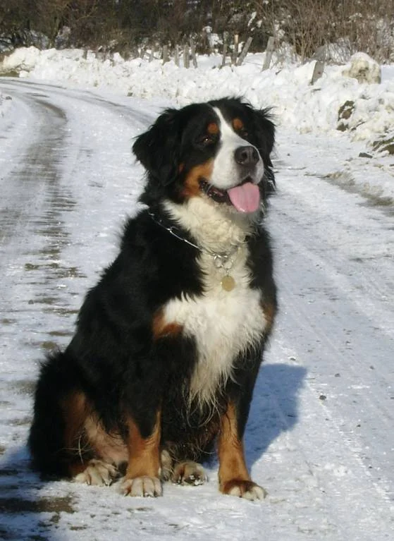 AIKO beim Winterspaziergang