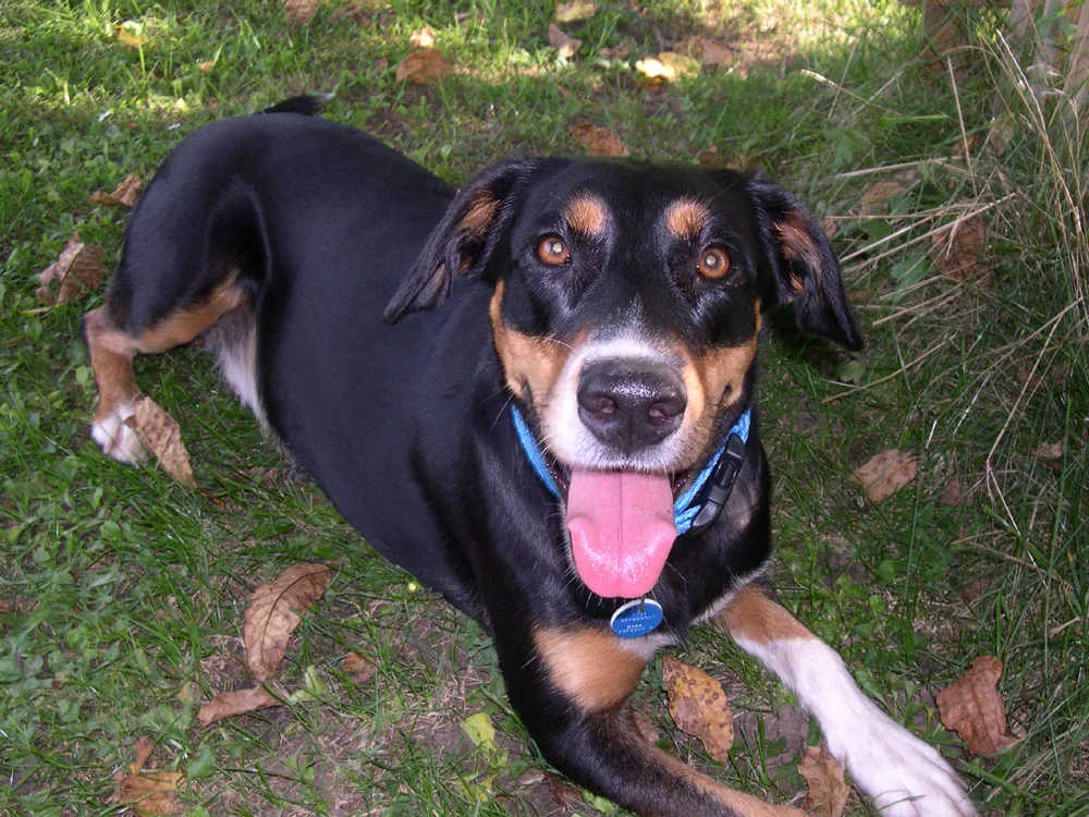 Akira in freudiger Erwartung