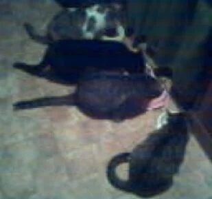 Alle vier auf einen Streich