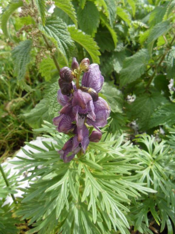 Alpenblume auf den Tre Crime Auronzo Italien Dolomiti