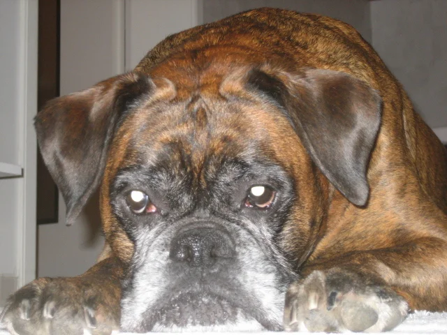 Andra, meine Boxerhündin