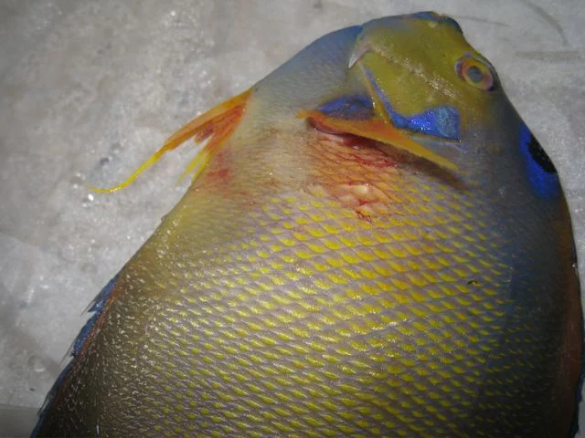 Aquarium-Fischbecken-Holacanthus ciliaris - Diadem- Prachtkaiserfisch-16.1.09-009.jpg