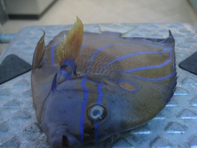 Aquarium-Fischbecken-Pomacanthus annularis - Ringkaiserfisch-15.1.09-003.jpg