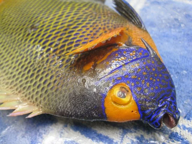 Aquarium-Fischbecken-Pomacanthus xanthometopon - Blaukopf - Kaiserfisch-20.1.09-012.jpg