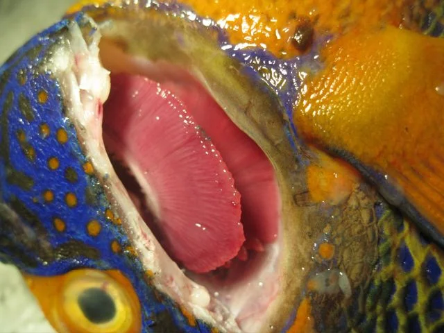 Aquarium-Fischbecken-Pomacanthus xanthometopon - Blaukopf - Kaiserfisch-20.1.09-021.jpg