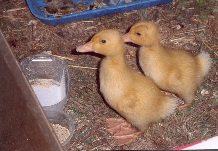 Asta und Anna 1 Woche.jpg