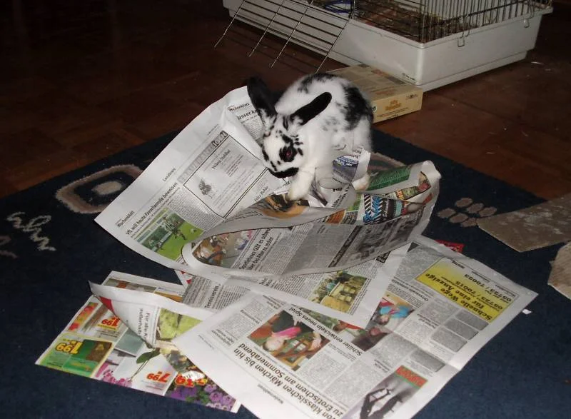 Auch Kaninchen brauchen etwas Bildung......