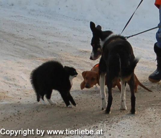 Auch wenn ich noch klein bin, kann ich schon riesig werden!