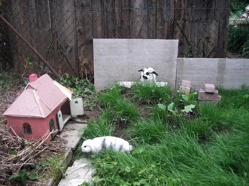 Auenland für Ninchen