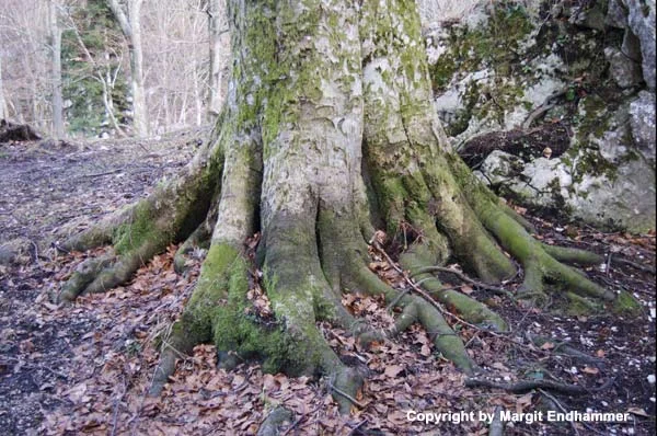Auf der Burgruine Wartenfels in Thalgau