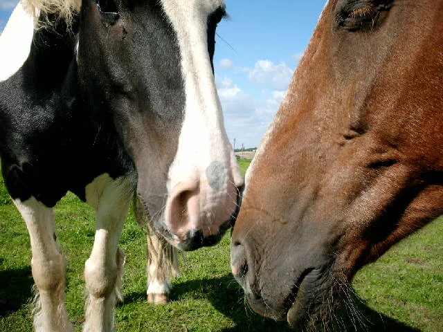 Aufgezeichnet 2004-1-18 00010.jpg