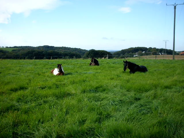 Aufgezeichnet 2004-1-20 00000.jpg