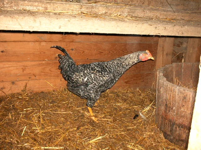 Aufgezeichnet 2004-1-31 00009.jpg